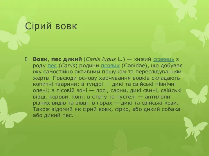 Сірий вовк Вовк, пес дикий (Canis lupus L.) — хижий