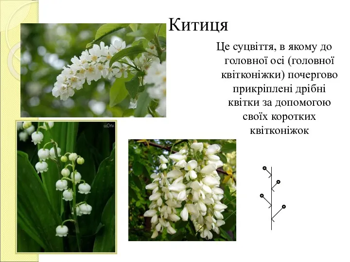 Китиця Це суцвіття, в якому до головної осі (головної квітконіжки)