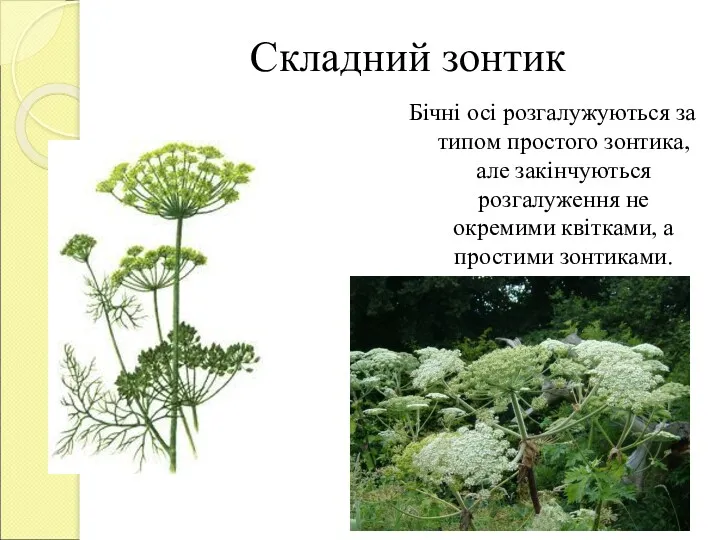 Складний зонтик Бічні осі розгалужуються за типом простого зонтика, але