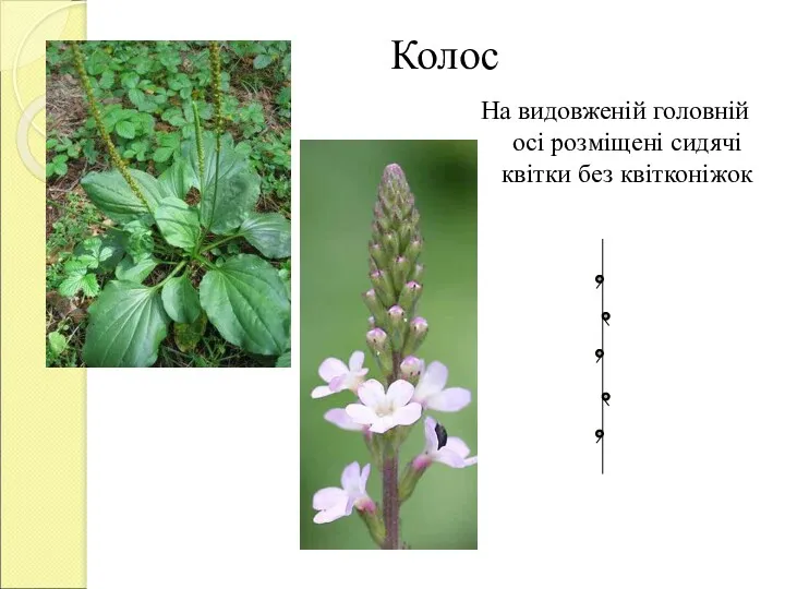 Колос На видовженій головній осі розміщені сидячі квітки без квітконіжок