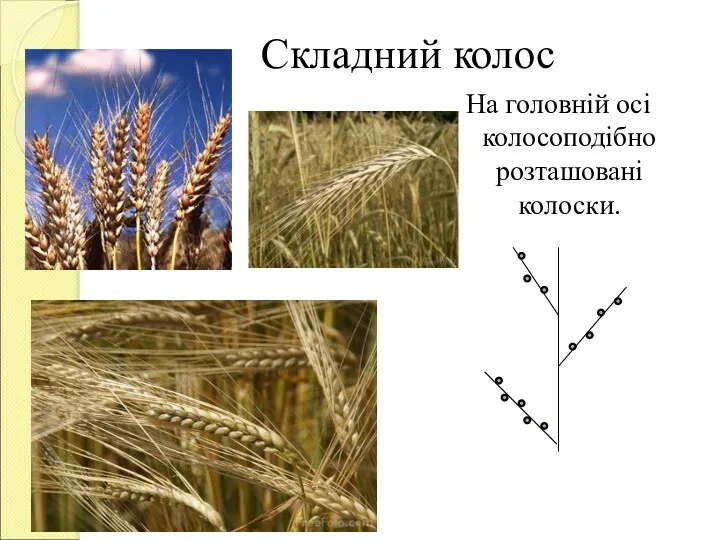 Складний колос На головній осі колосоподібно розташовані колоски.