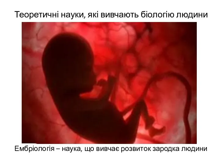 Теоретичні науки, які вивчають біологію людини Ембріологія – наука, що вивчає розвиток зародка людини