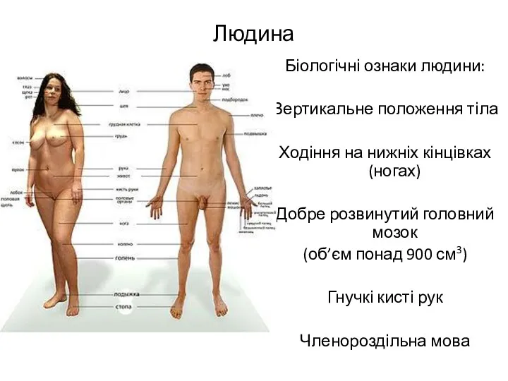 Людина Біологічні ознаки людини: Вертикальне положення тіла Ходіння на нижніх кінцівках (ногах) Добре