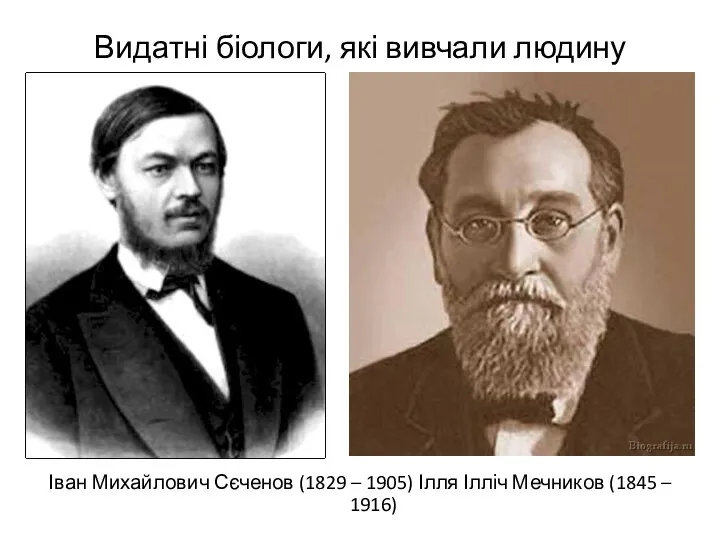 Видатні біологи, які вивчали людину Іван Михайлович Сєченов (1829 – 1905) Ілля Ілліч