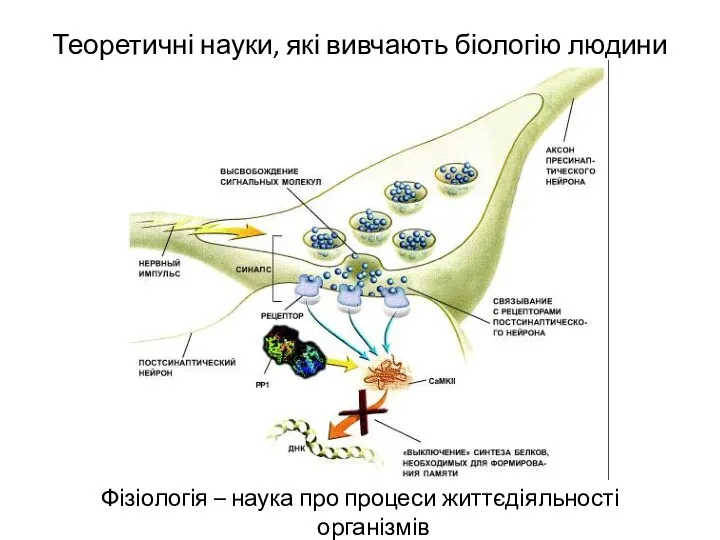 Теоретичні науки, які вивчають біологію людини Фізіологія – наука про процеси життєдіяльності організмів