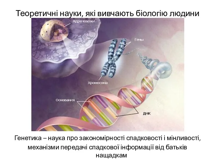 Теоретичні науки, які вивчають біологію людини Генетика – наука про закономірності спадковості і