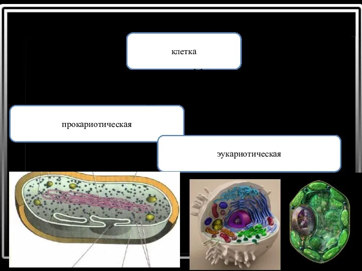 клетка прокариотическая эукариотическая