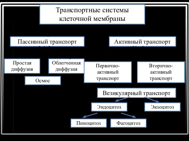 Транспортные системы клеточной мембраны Пассивный транспорт Активный транспорт Первично-активный транспорт