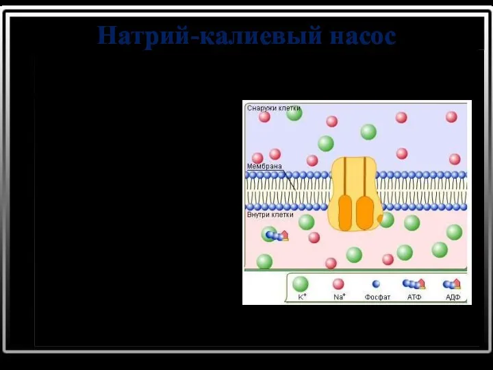 Натрий-калиевый насос Обмен осуществляется при помощи специальных белков, образующих в