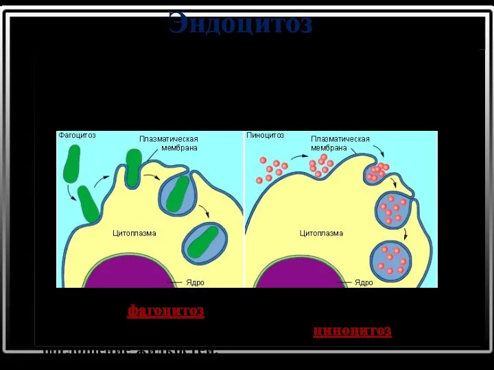 Эндоцитоз При эндоцитозе мембрана образует впячивания, которые затем трансформируются в