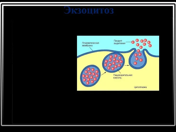 Экзоцитоз Экзоцитоз – процесс, обратный эндоцитозу; из клеток выводятся непереварившиеся остатки твёрдых частиц и жидкий секрет.