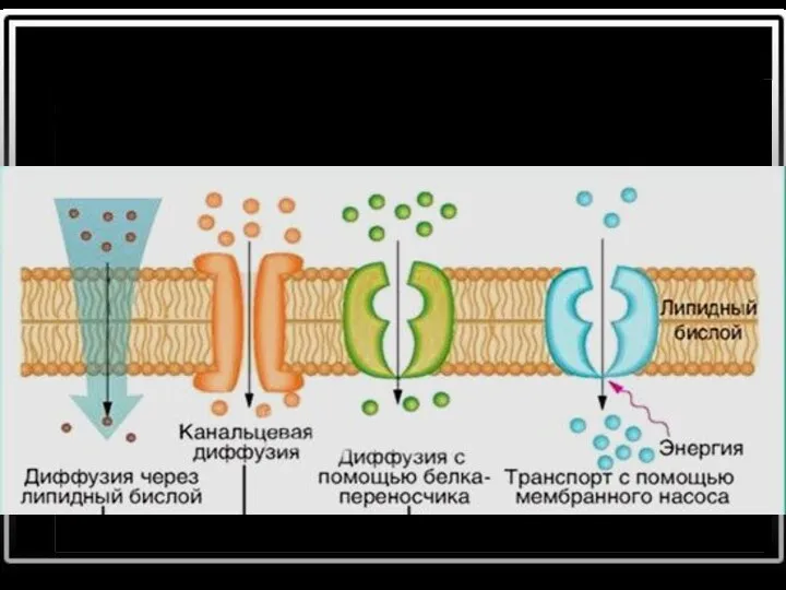 Существуют два основных класса транспортных белков — белки-переносники (пермеазы) каналообразующие белки