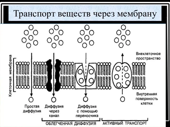 Транспорт веществ через мембрану