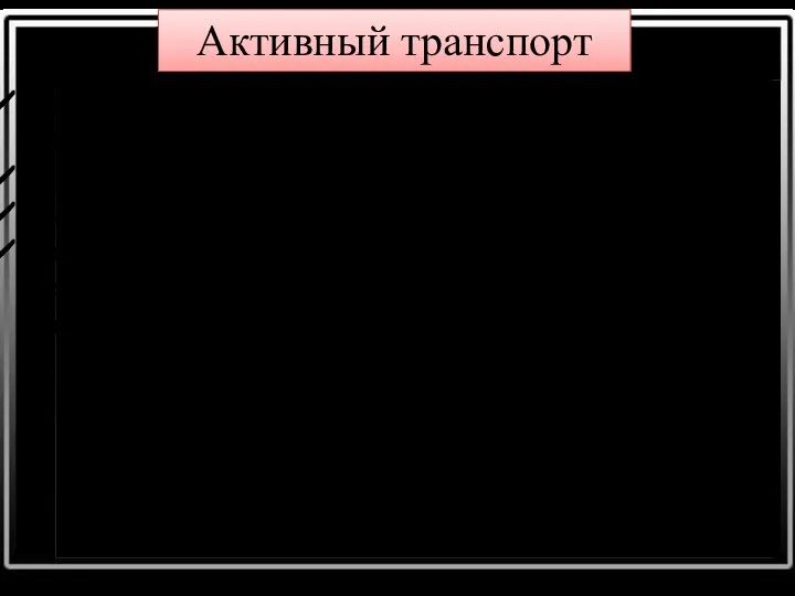 Активный транспорт это процесс переноса веществ через мембрану против градиента