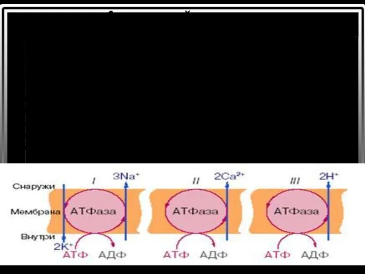 Активный транспорт Натрий-калиевые насосы (Na/K – АТФаза) - входит в