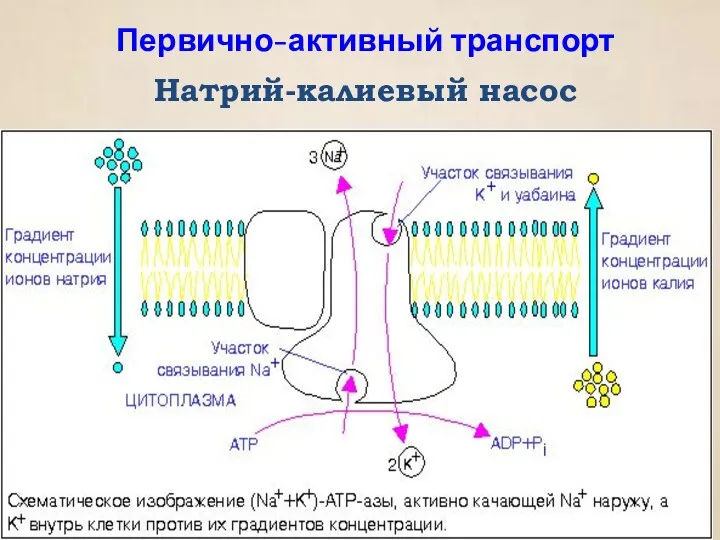 Натрий-калиевый насос Первично-активный транспорт