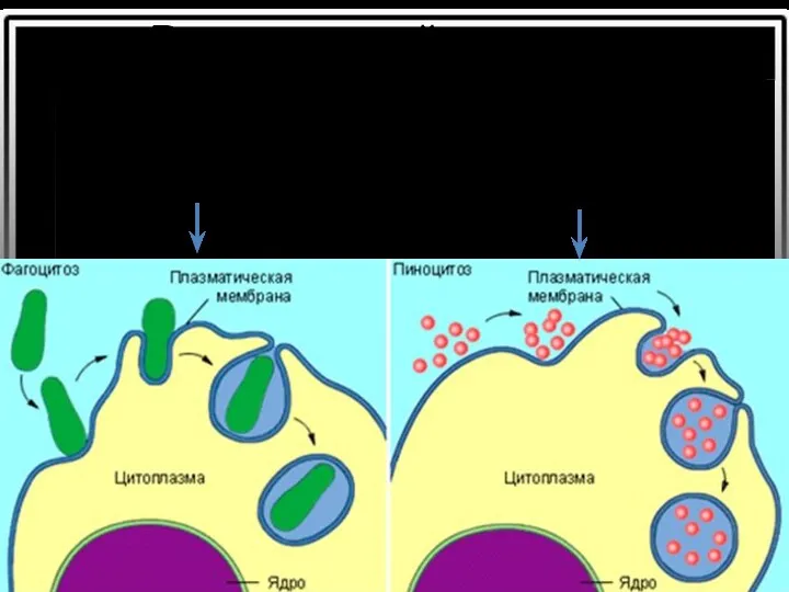 Везикулярный транспорт Эндоцитоз — поглощение клеткой внешних частиц путем образования мембранных пузырьков(везикул). Фагоцитоз Пиноцитоз