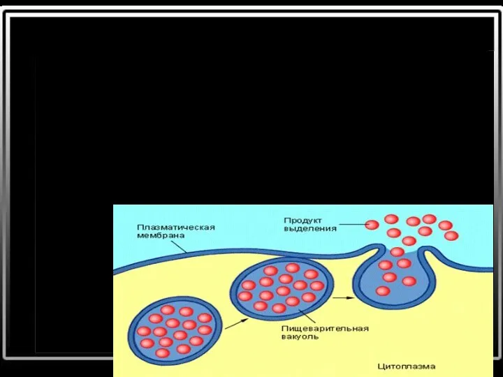 Экзоцитоз — процесс, обратный эндоцитозу; из клеток выводятся непереварившиеся остатки твёрдых частиц и жидкий секрет.