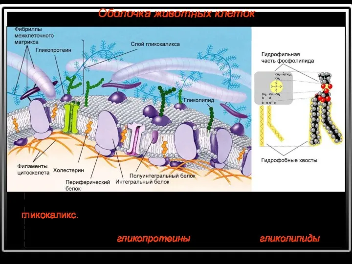 Толщина мембраны – примерно 7,5 нм. Снаружи находится гликокаликс. Углеводный