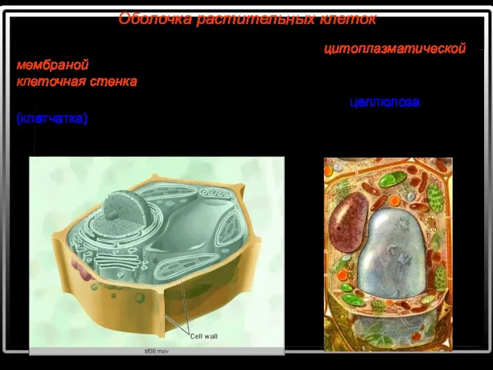 Оболочка растительных клеток Растительная клетка, как и животная, окружена цитоплазматической