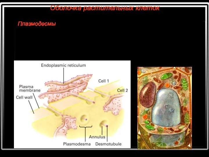 Оболочка растительных клеток Плазмодесмы — цитоплазматические тяжи, соединяющие содержимое соседних