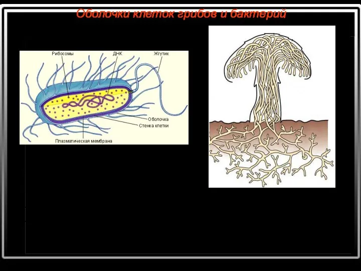 Оболочки клеток грибов и бактерий Клеточная стенка бактерий в основном