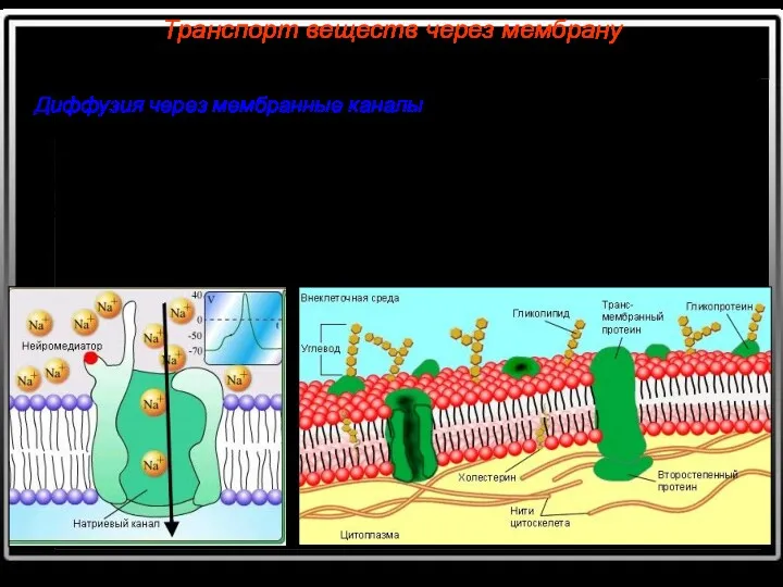 Транспорт веществ через мембрану Диффузия через мембранные каналы. Заряженные молекулы