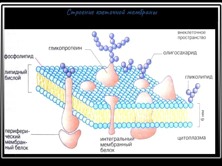 Строение клеточной мембраны