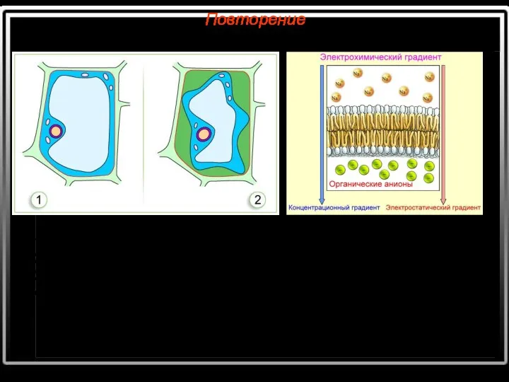 Повторение Что называется плазмолизом? Что называется осмосом? Причины плазмолиза? Чем обусловлен электрохимический градиент?