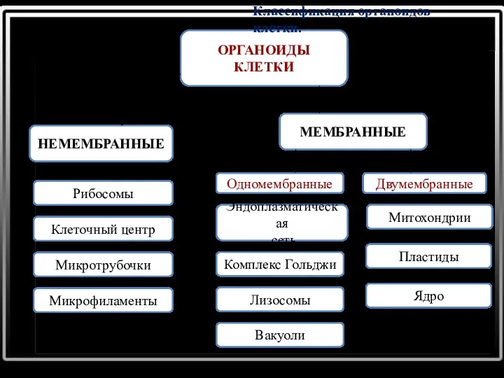 ОРГАНОИДЫ КЛЕТКИ НЕМЕМБРАННЫЕ МЕМБРАННЫЕ Одномембранные Двумембранные Рибосомы Клеточный центр Микротрубочки