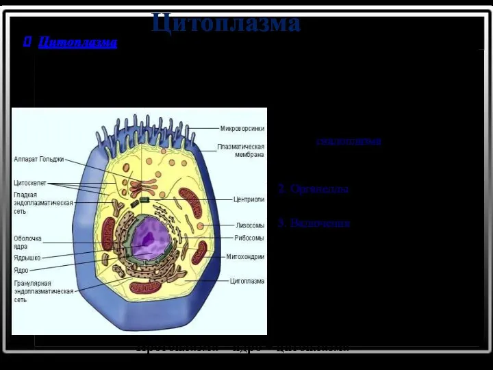 Цитоплазма Цитоплазма – основная по массе часть клетки. Она представляет