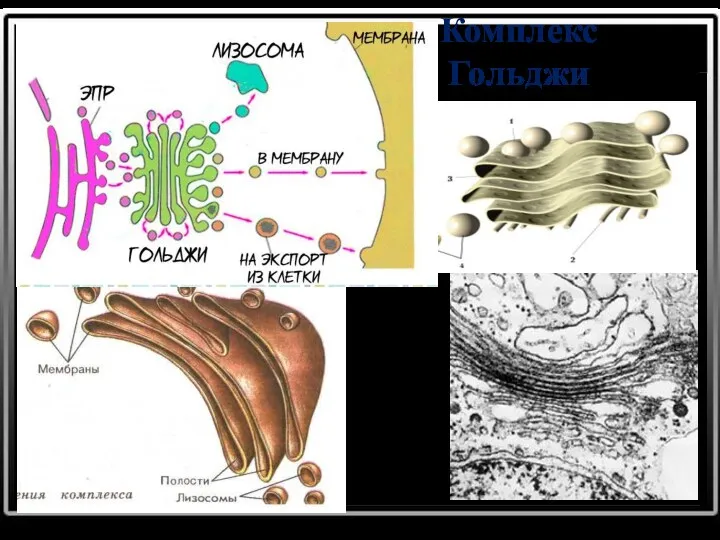 Комплекс Гольджи