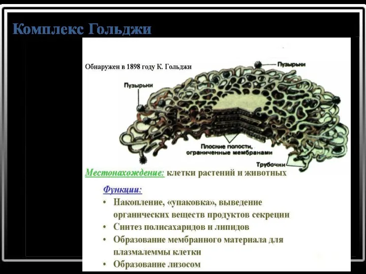 Комплекс Гольджи