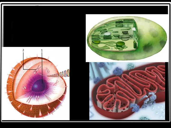 двумембранные органоиды: пластиды митохондрии ядро
