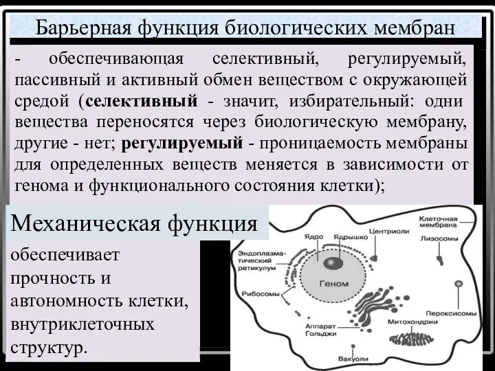 Барьерная функция биологических мембран - обеспечивающая селективный, регулируемый, пассивный и