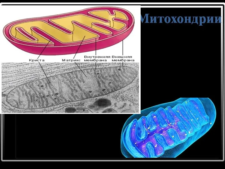 Митохондрии