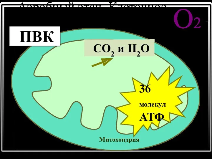 О2 Митохондрия ПВК СО2 и Н2О 36 молекул АТФ Аэробный этап. Клеточное дыхание