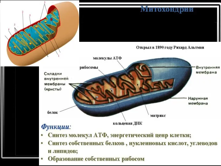 Митохондрии