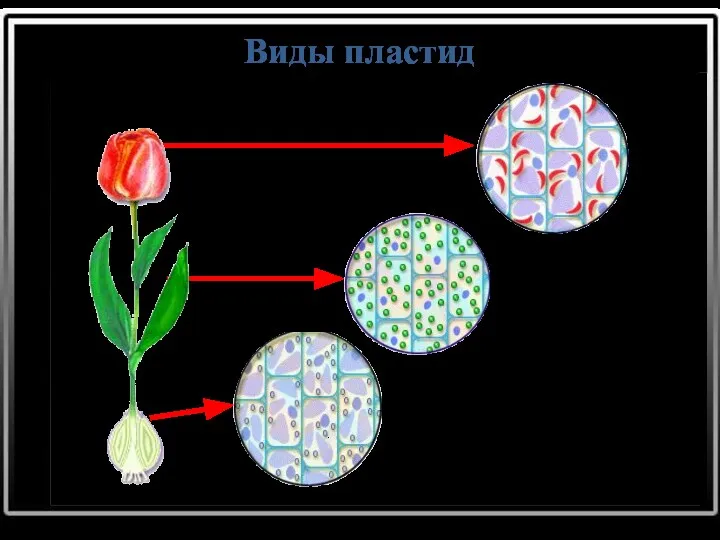 Виды пластид лейкопласты хлоропласты хромопласты