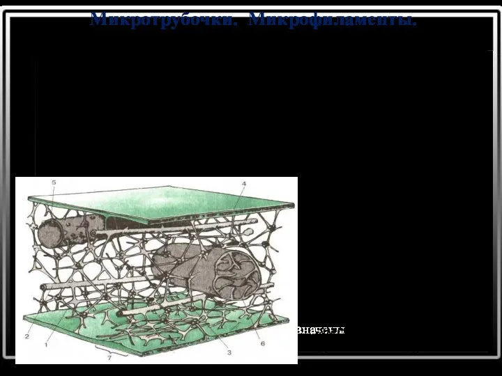 Микротрубочки. Микрофиламенты. Полые цилиндрические структуры Образуют цитоскелет клетки, веретено деления,