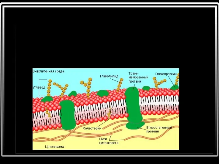 (клеточная мембрана, плазматическая мембрана, плазмолемма, цитолемма, цитоплазматическая мембрана, цитоплазматическая оболочка)