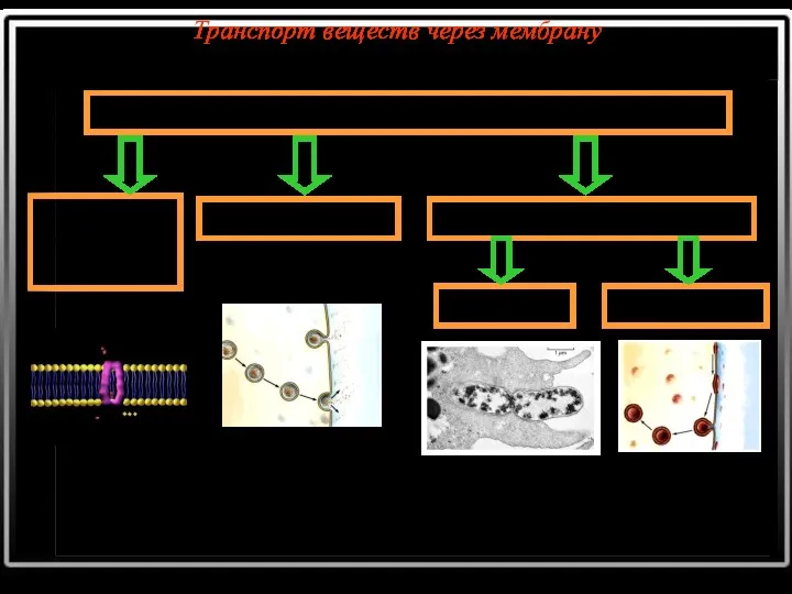 Виды активного транспорта Натрий-калиевый насос Экзоцитоз Эндоцитоз Фагоцитоз Пиноцитоз Транспорт веществ через мембрану