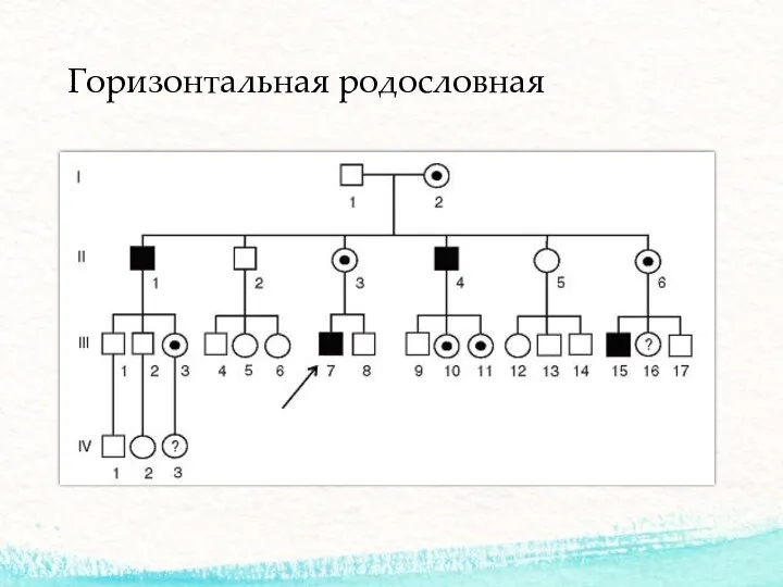 Горизонтальная родословная