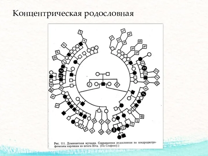 Концентрическая родословная