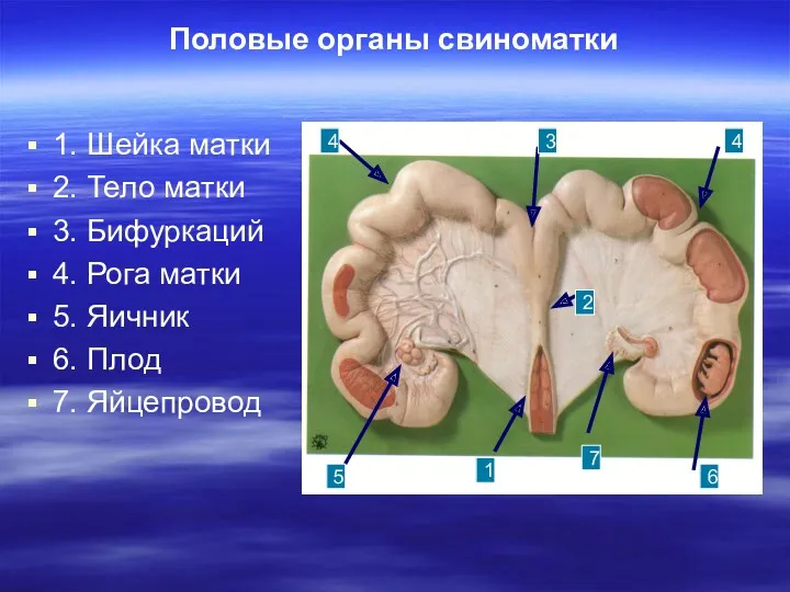 Половые органы свиноматки 1. Шейка матки 2. Тело матки 3.