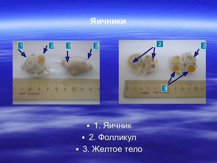 Яичники 1. Яичник 2. Фолликул 3. Желтое тело 1 2 3 2 2 3 2