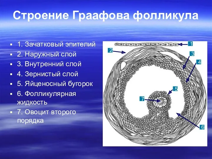 Строение Граафова фолликула 1. Зачатковый эпителий 2. Наружный слой 3.