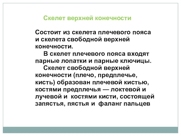 Скелет верхней конечности Состоит из скелета плечевого пояса и скелета свободной верхней конечности.