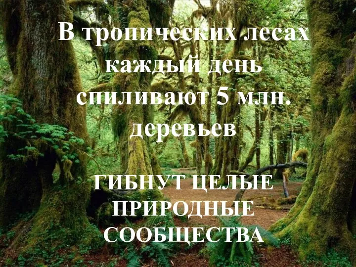 В тропических лесах каждый день спиливают 5 млн. деревьев ГИБНУТ