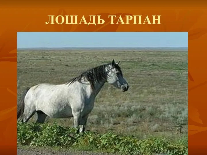 ЛОШАДЬ ТАРПАН